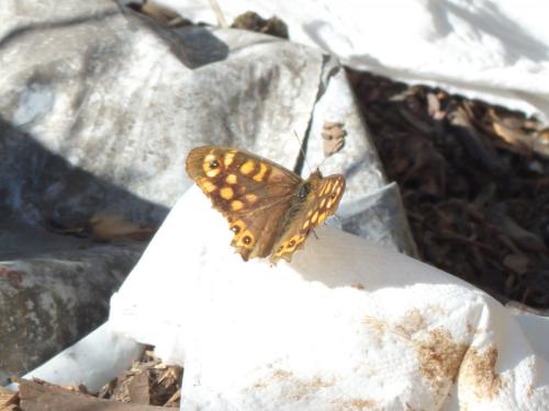 Pararge aegeria